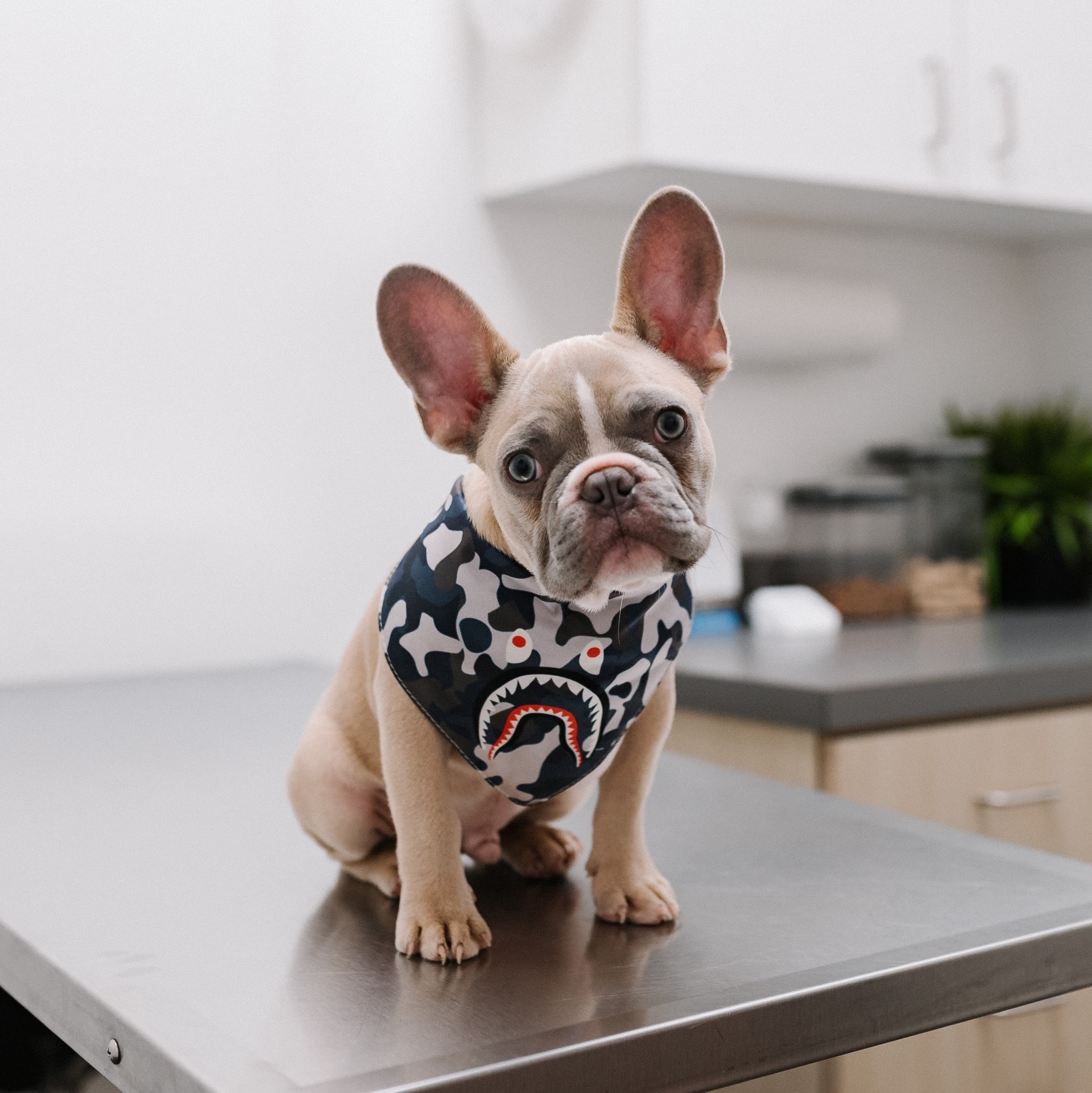 Hundekrankenversicherung