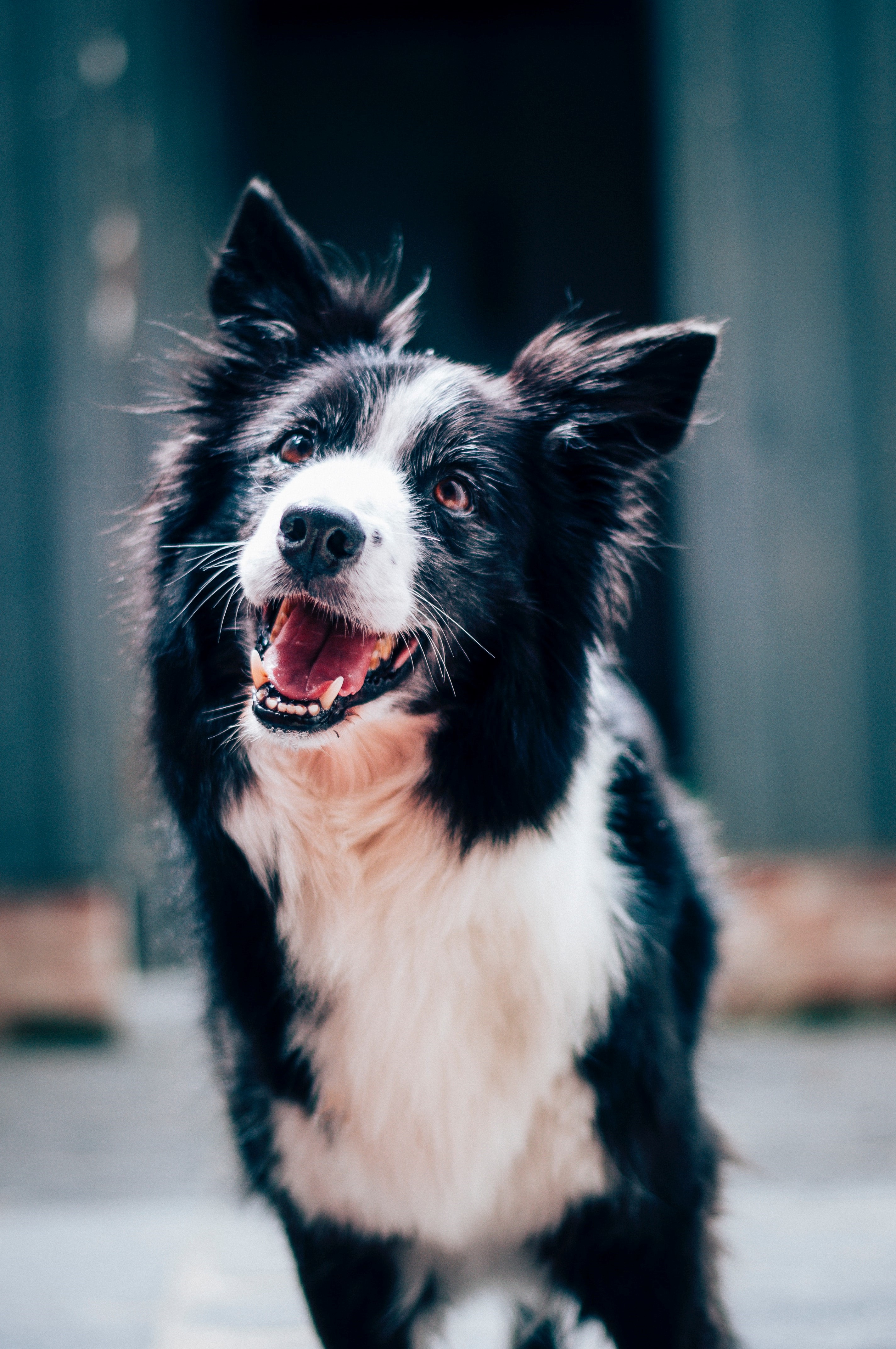 Hundekrankenversicherung